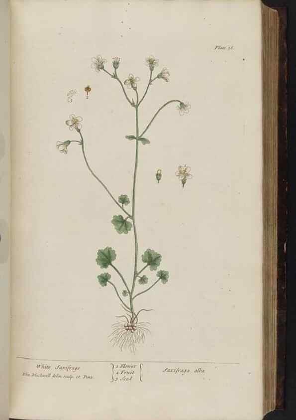 Reproducción/Reproduction 8251714761: A curious herbal. London : Printed for Samuel Harding, 1737-1739.