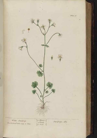 Reproducción/Reproduction 8251714761: A curious herbal. London : Printed for Samuel Harding, 1737-1739.
