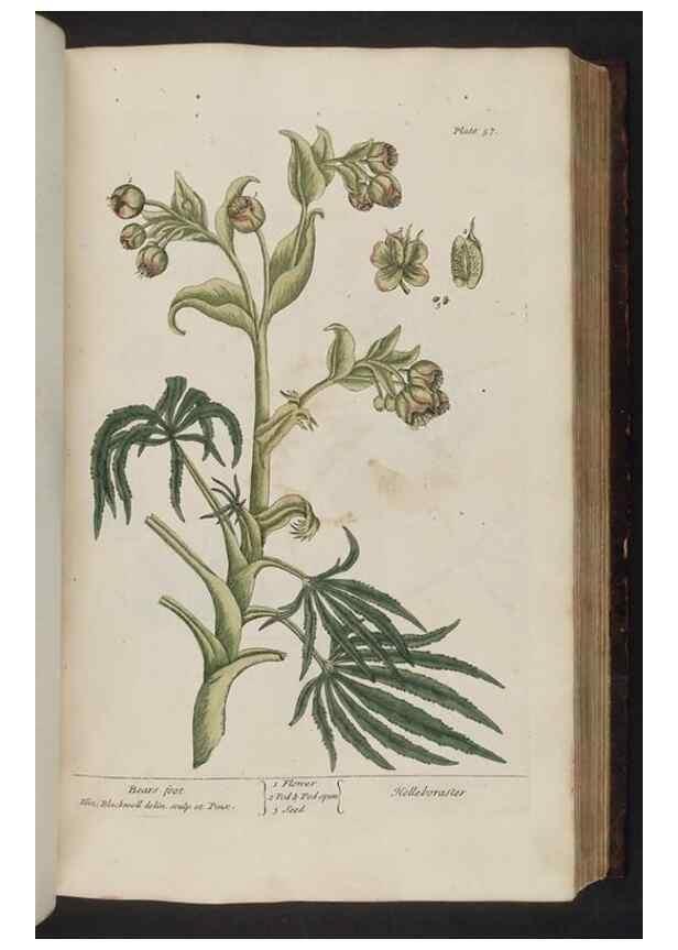 Reproducción/Reproduction 8251714917: A curious herbal. London : Printed for Samuel Harding, 1737-1739.