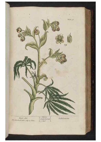 Reproducción/Reproduction 8251714917: A curious herbal. London : Printed for Samuel Harding, 1737-1739.