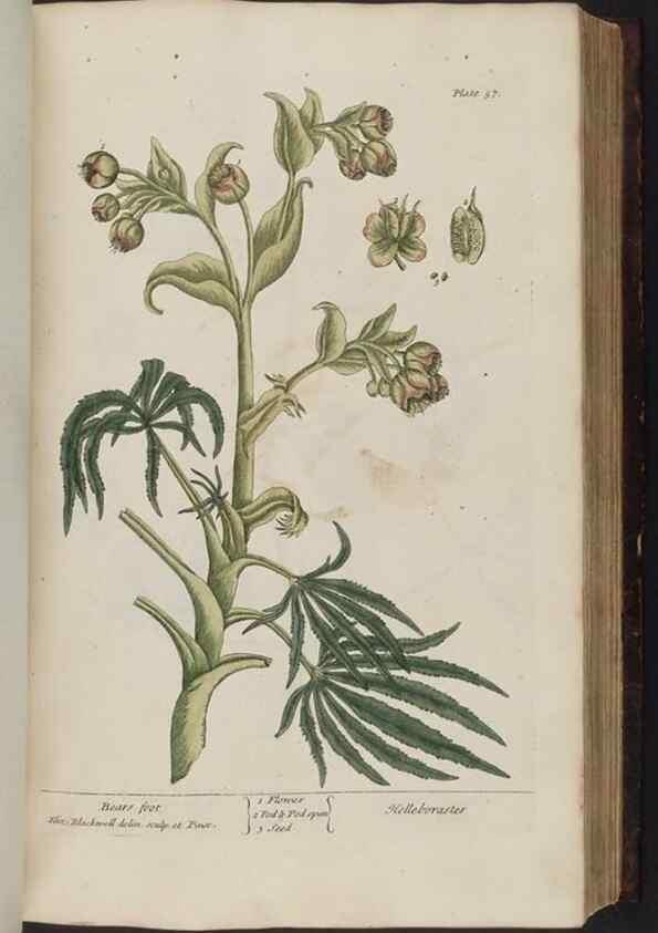 Reproducción/Reproduction 8251714917: A curious herbal. London : Printed for Samuel Harding, 1737-1739.