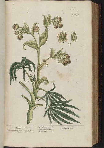 Reproducción/Reproduction 8251714917: A curious herbal. London : Printed for Samuel Harding, 1737-1739.