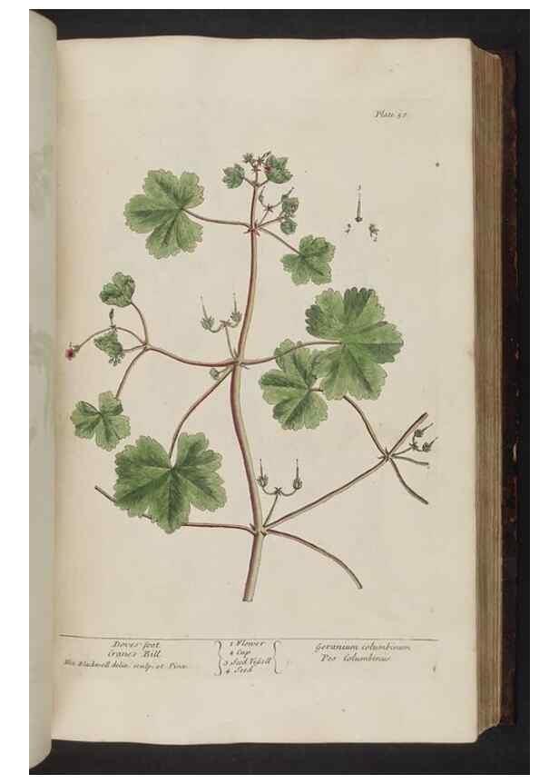 Reproducción/Reproduction 8251715075: A curious herbal. London : Printed for Samuel Harding, 1737-1739.