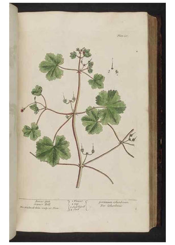 Reproducción/Reproduction 8251715075: A curious herbal. London : Printed for Samuel Harding, 1737-1739.
