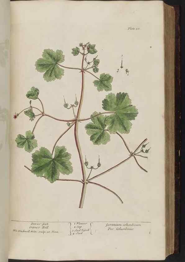 Reproducción/Reproduction 8251715075: A curious herbal. London : Printed for Samuel Harding, 1737-1739.