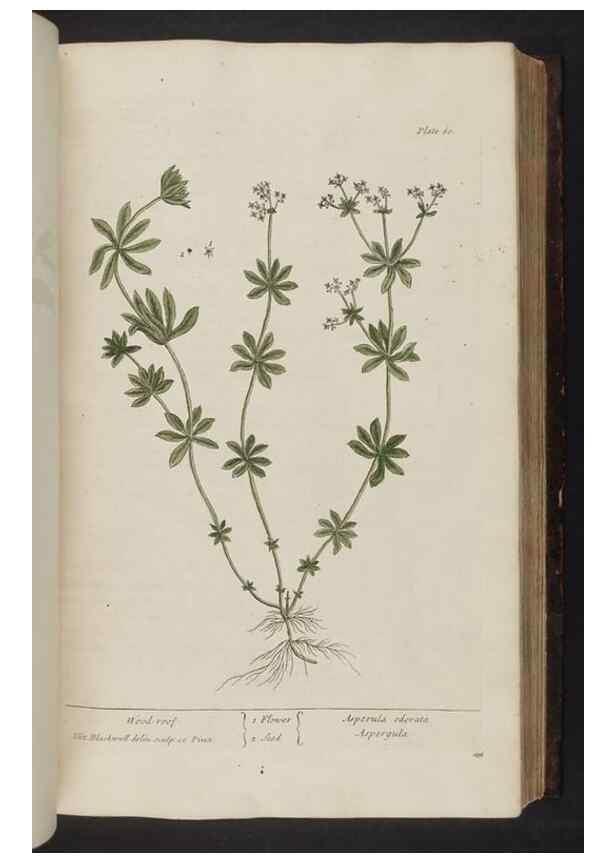 Reproducción/Reproduction 8251715541: A curious herbal. London : Printed for Samuel Harding, 1737-1739.