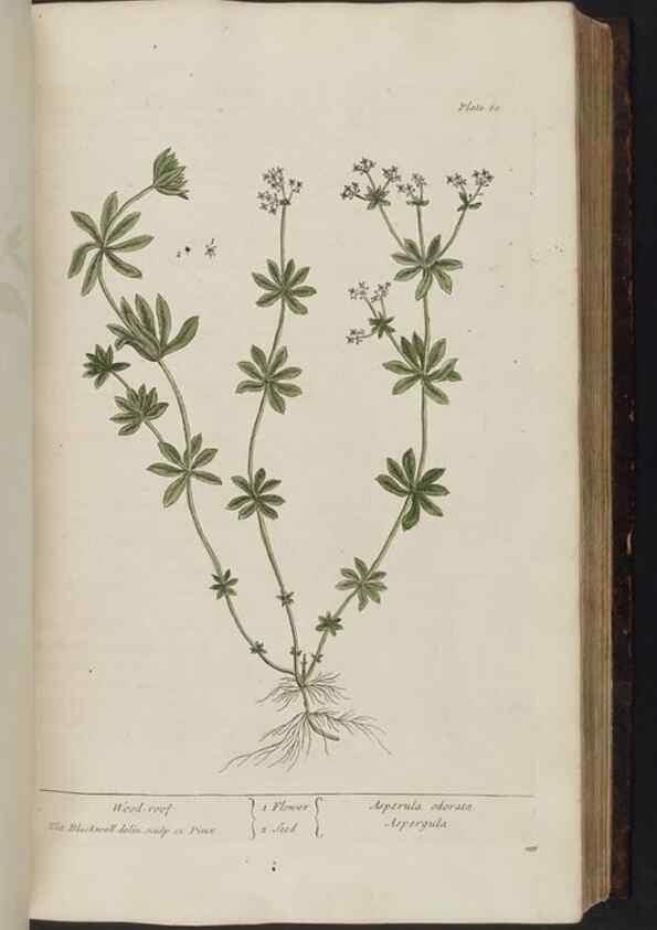 Reproducción/Reproduction 8251715541: A curious herbal. London : Printed for Samuel Harding, 1737-1739.