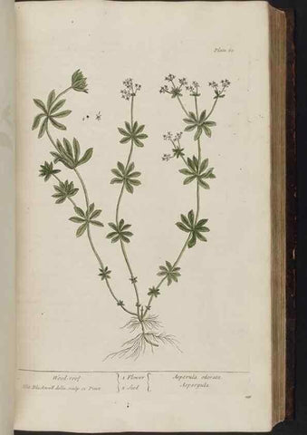 Reproducción/Reproduction 8251715541: A curious herbal. London : Printed for Samuel Harding, 1737-1739.