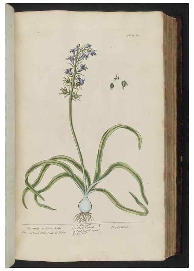 Reproducción/Reproduction 8252786682: A curious herbal. London : Printed for Samuel Harding, 1737-1739.