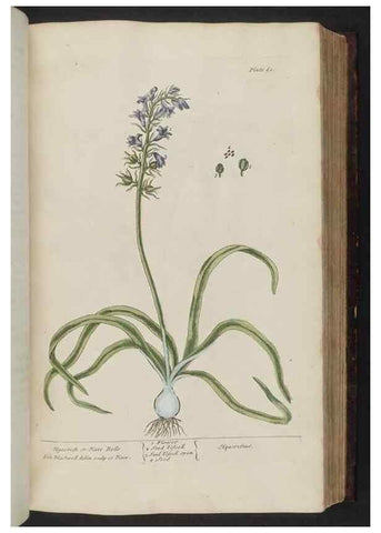 Reproducción/Reproduction 8252786682: A curious herbal. London : Printed for Samuel Harding, 1737-1739.