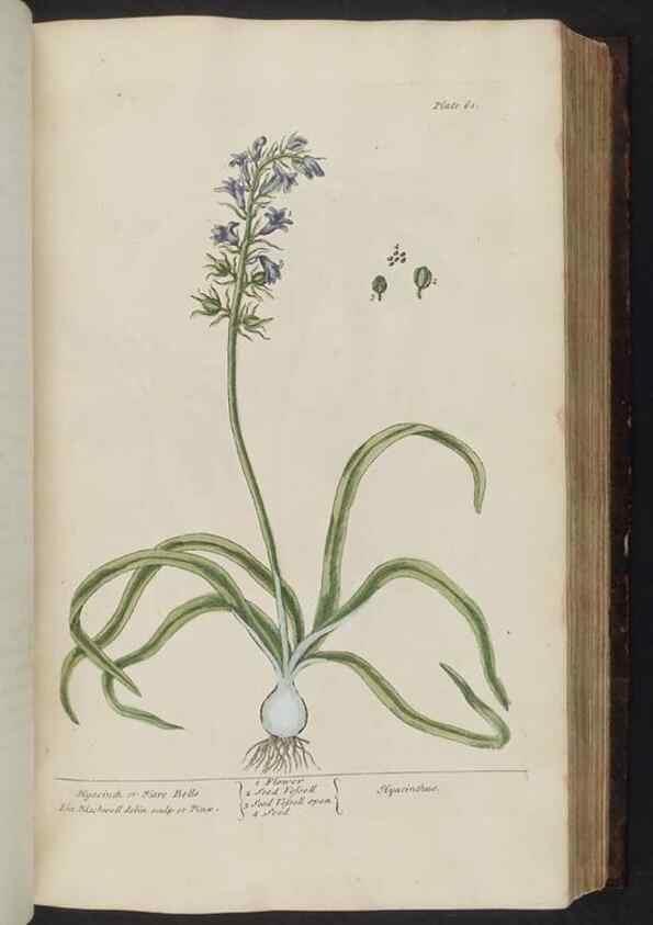 Reproducción/Reproduction 8252786682: A curious herbal. London : Printed for Samuel Harding, 1737-1739.