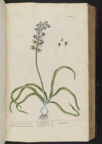 Reproducción/Reproduction 8252786682: A curious herbal. London : Printed for Samuel Harding, 1737-1739.