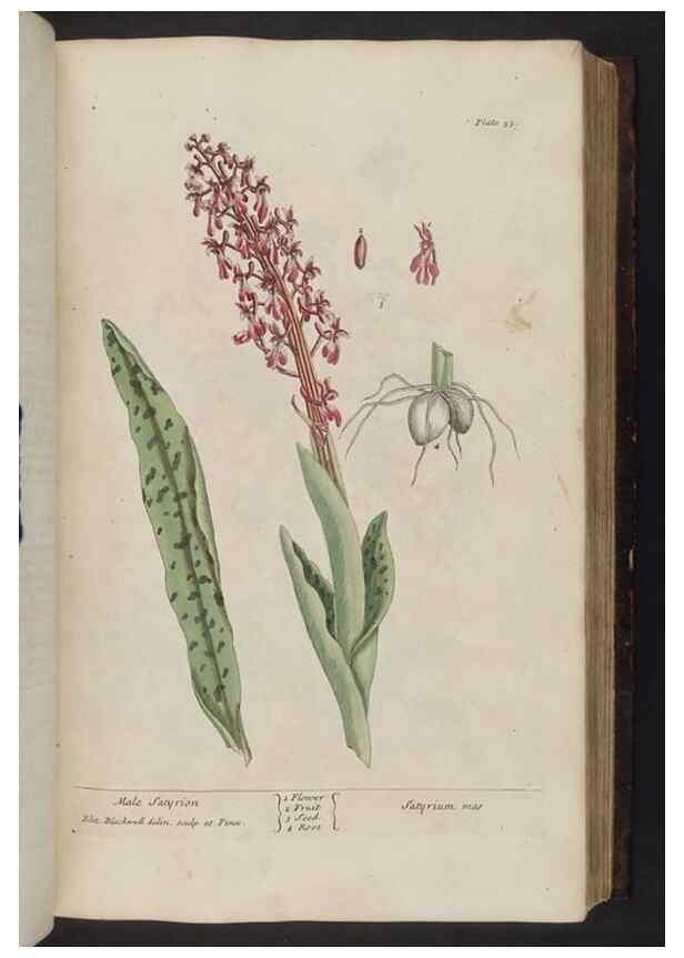 Reproducción/Reproduction 8252784968: A curious herbal. London : Printed for Samuel Harding, 1737-1739.