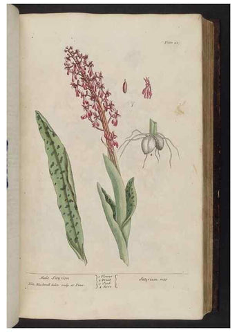 Reproducción/Reproduction 8252784968: A curious herbal. London : Printed for Samuel Harding, 1737-1739.