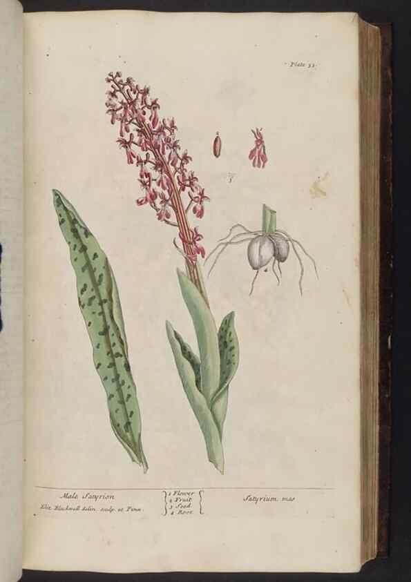 Reproducción/Reproduction 8252784968: A curious herbal. London : Printed for Samuel Harding, 1737-1739.