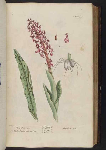 Reproducción/Reproduction 8252784968: A curious herbal. London : Printed for Samuel Harding, 1737-1739.