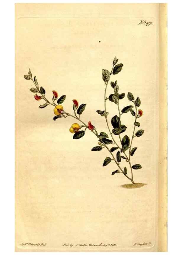 Reproducción/Reproduction 8246963867: Curtis's botanical magazine.. London ;New York [etc.] :Academic Press [etc.]