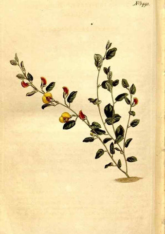 Reproducción/Reproduction 8246963867: Curtis's botanical magazine.. London ;New York [etc.] :Academic Press [etc.]