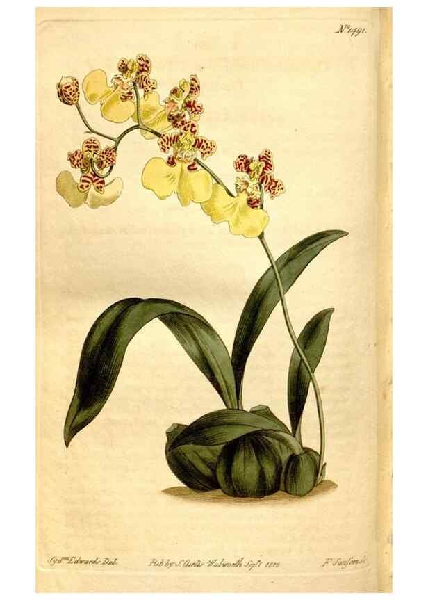 Reproducción/Reproduction 8248030330: Curtis's botanical magazine.. London ;New York [etc.] :Academic Press [etc.]