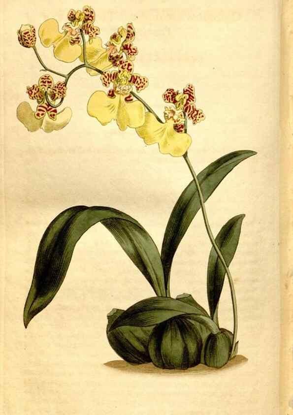 Reproducción/Reproduction 8248030330: Curtis's botanical magazine.. London ;New York [etc.] :Academic Press [etc.]