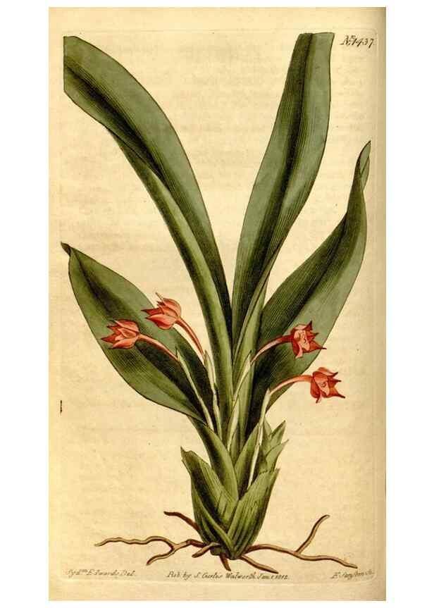 Reproducción/Reproduction 8246925987: Curtis's botanical magazine.. London ;New York [etc.] :Academic Press [etc.]