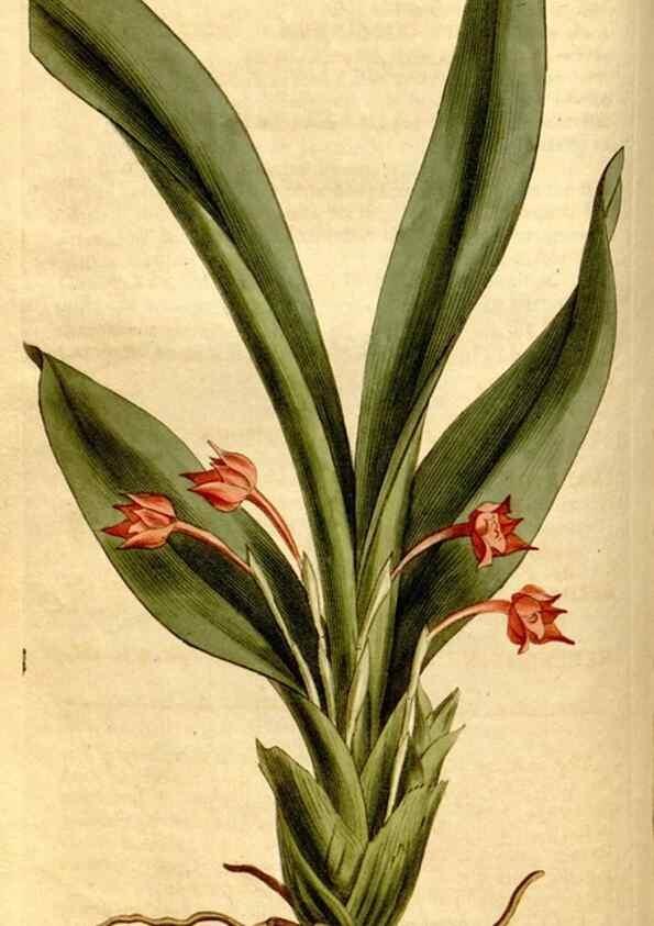 Reproducción/Reproduction 8246925987: Curtis's botanical magazine.. London ;New York [etc.] :Academic Press [etc.]