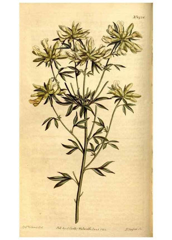 Reproducción/Reproduction 8246926651: Curtis's botanical magazine.. London ;New York [etc.] :Academic Press [etc.]