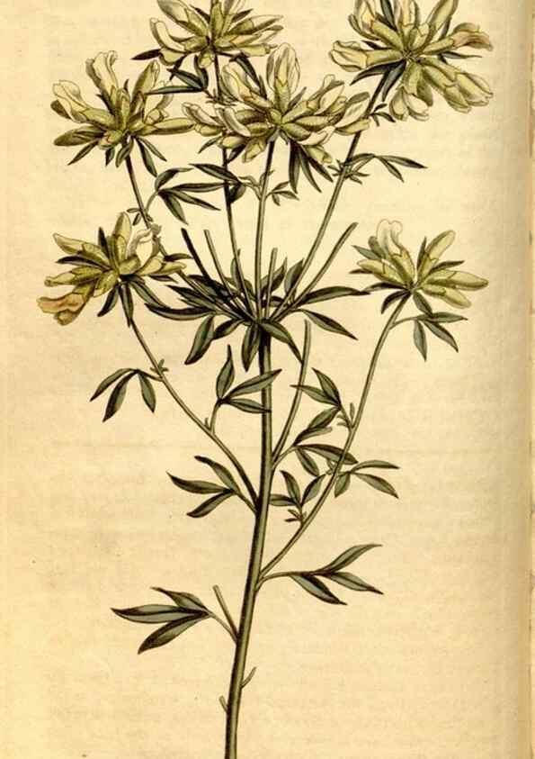 Reproducción/Reproduction 8246926651: Curtis's botanical magazine.. London ;New York [etc.] :Academic Press [etc.]