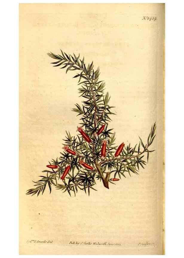 Reproducción/Reproduction 8246927389: Curtis's botanical magazine.. London ;New York [etc.] :Academic Press [etc.]