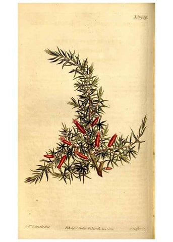 Reproducción/Reproduction 8246927389: Curtis's botanical magazine.. London ;New York [etc.] :Academic Press [etc.]