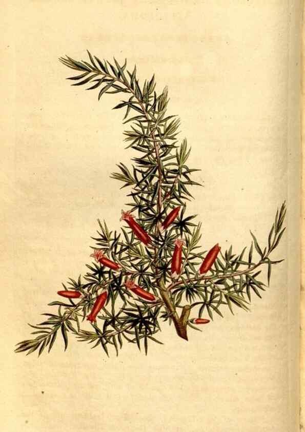 Reproducción/Reproduction 8246927389: Curtis's botanical magazine.. London ;New York [etc.] :Academic Press [etc.]