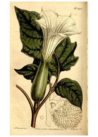 Reproducción/Reproduction 8247996102: Curtis's botanical magazine.. London ;New York [etc.] :Academic Press [etc.]