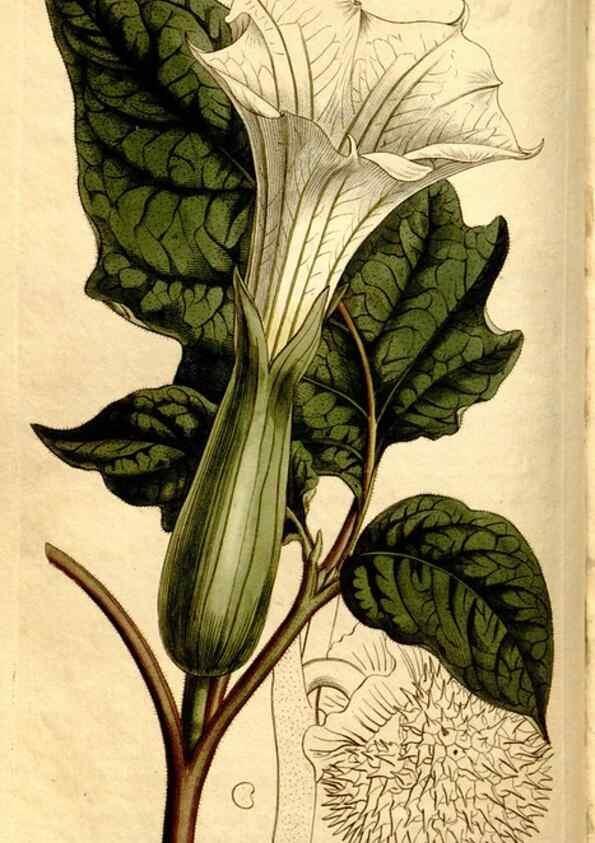 Reproducción/Reproduction 8247996102: Curtis's botanical magazine.. London ;New York [etc.] :Academic Press [etc.]