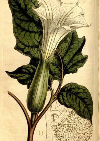 Reproducción/Reproduction 8247996102: Curtis's botanical magazine.. London ;New York [etc.] :Academic Press [etc.]