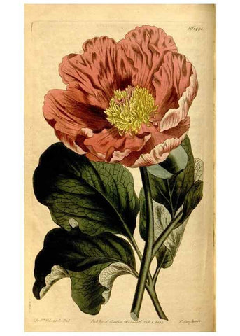Reproducción/Reproduction 8246928593: Curtis's botanical magazine.. London ;New York [etc.] :Academic Press [etc.]