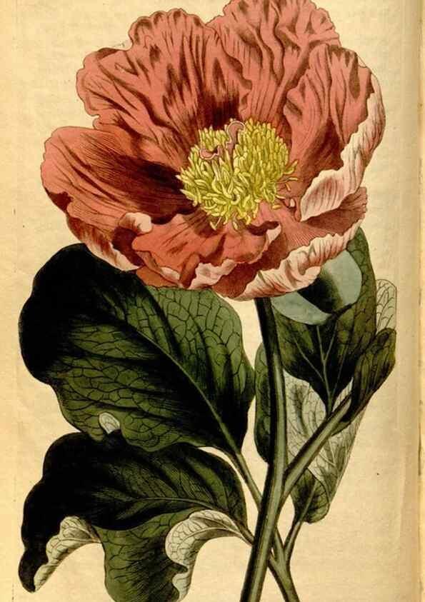 Reproducción/Reproduction 8246928593: Curtis's botanical magazine.. London ;New York [etc.] :Academic Press [etc.]