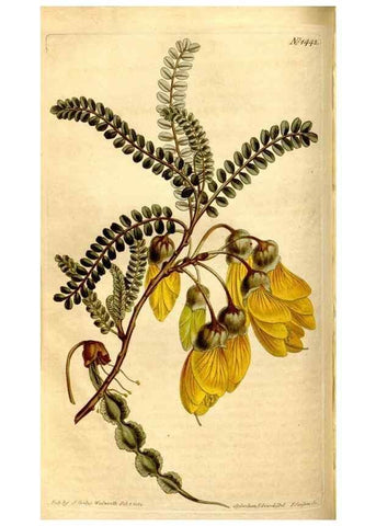 Reproducción/Reproduction 8247997432: Curtis's botanical magazine.. London ;New York [etc.] :Academic Press [etc.]