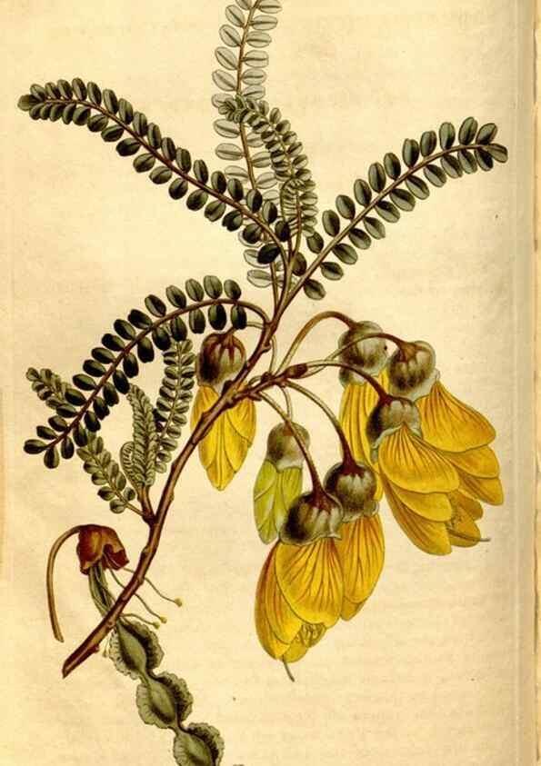 Reproducción/Reproduction 8247997432: Curtis's botanical magazine.. London ;New York [etc.] :Academic Press [etc.]