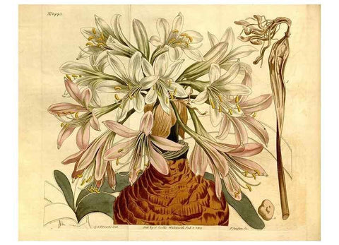 Reproducción/Reproduction 8246929831: Curtis's botanical magazine.. London ;New York [etc.] :Academic Press [etc.]