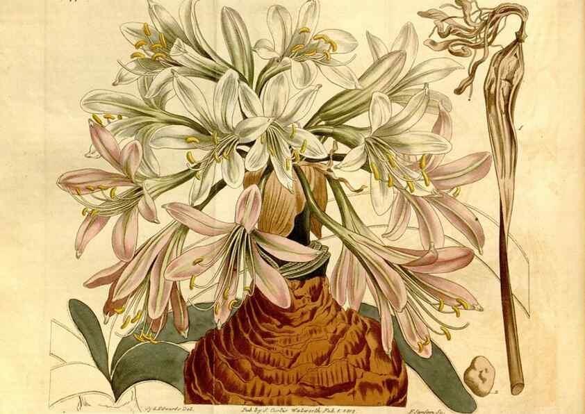 Reproducción/Reproduction 8246929831: Curtis's botanical magazine.. London ;New York [etc.] :Academic Press [etc.]
