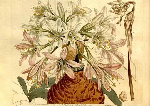 Reproducción/Reproduction 8246929831: Curtis's botanical magazine.. London ;New York [etc.] :Academic Press [etc.]