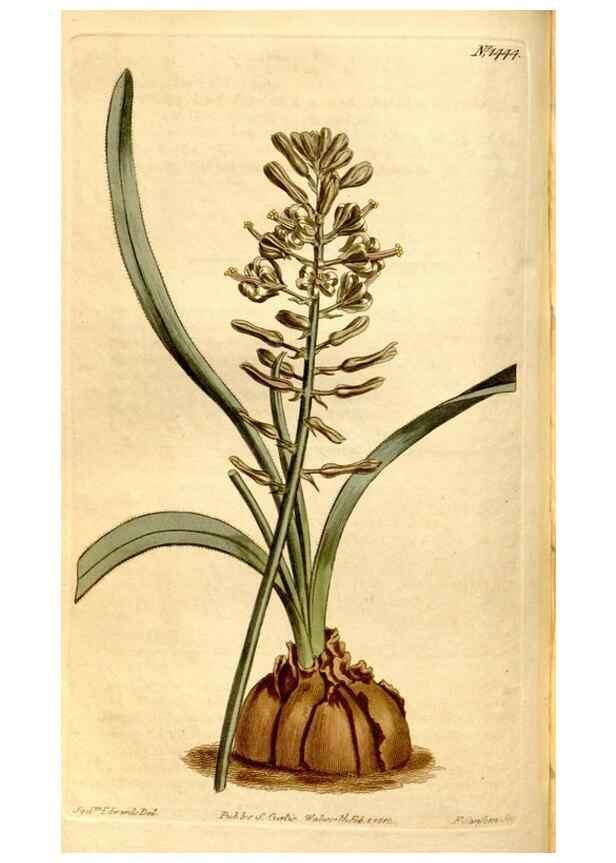 Reproducción/Reproduction 8247998582: Curtis's botanical magazine.. London ;New York [etc.] :Academic Press [etc.]