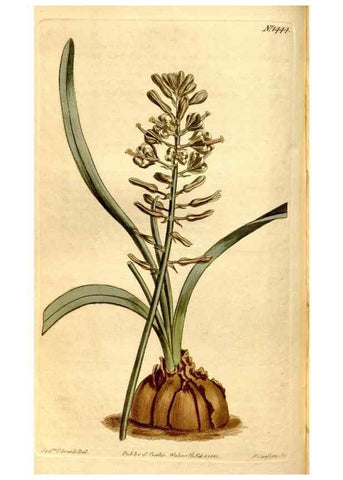 Reproducción/Reproduction 8247998582: Curtis's botanical magazine.. London ;New York [etc.] :Academic Press [etc.]