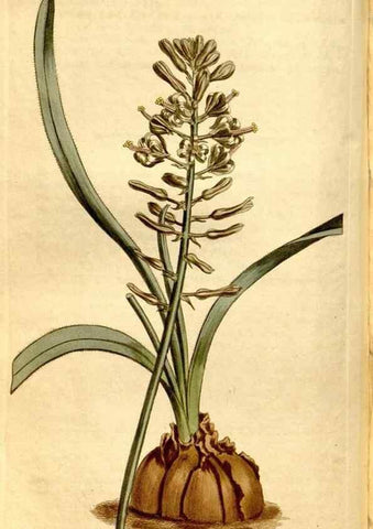 Reproducción/Reproduction 8247998582: Curtis's botanical magazine.. London ;New York [etc.] :Academic Press [etc.]