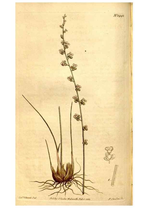 Reproducción/Reproduction 8246930971: Curtis's botanical magazine.. London ;New York [etc.] :Academic Press [etc.]