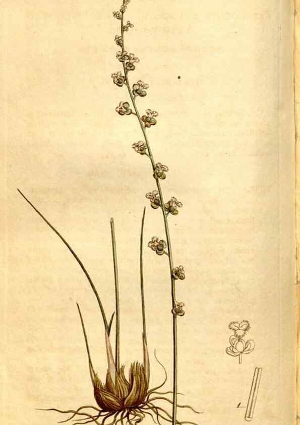 Reproducción/Reproduction 8246930971: Curtis's botanical magazine.. London ;New York [etc.] :Academic Press [etc.]