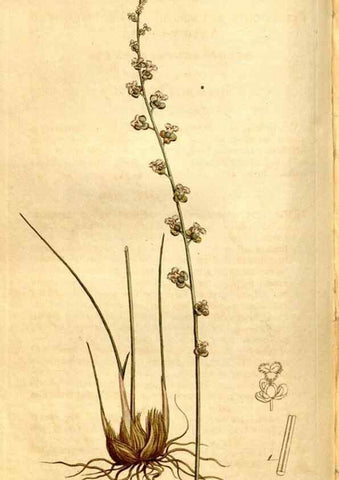 Reproducción/Reproduction 8246930971: Curtis's botanical magazine.. London ;New York [etc.] :Academic Press [etc.]