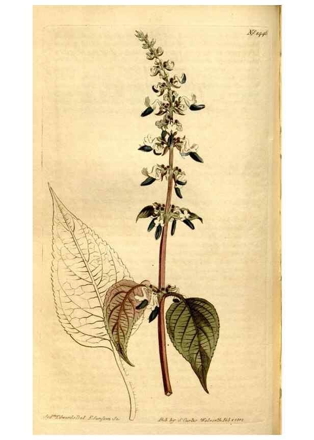 Reproducción/Reproduction 8247999616: Curtis's botanical magazine.. London ;New York [etc.] :Academic Press [etc.]