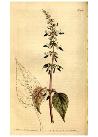 Reproducción/Reproduction 8247999616: Curtis's botanical magazine.. London ;New York [etc.] :Academic Press [etc.]