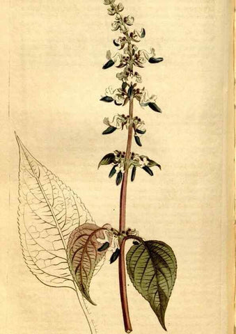 Reproducción/Reproduction 8247999616: Curtis's botanical magazine.. London ;New York [etc.] :Academic Press [etc.]
